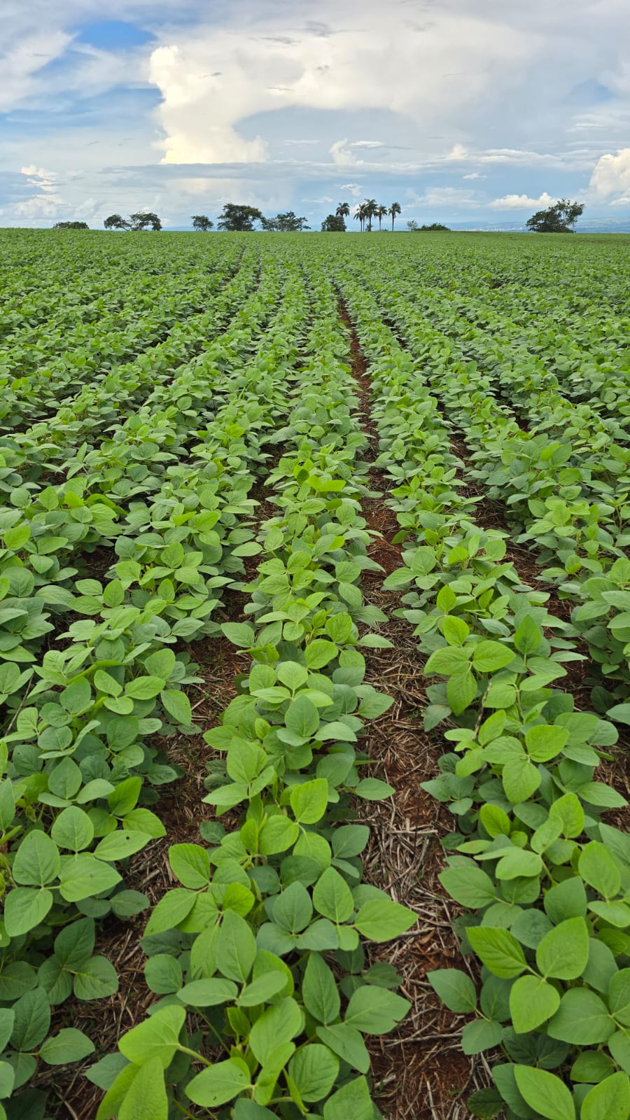 Plantação 11